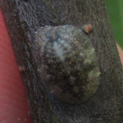 Coccus pseudomagnoliarum